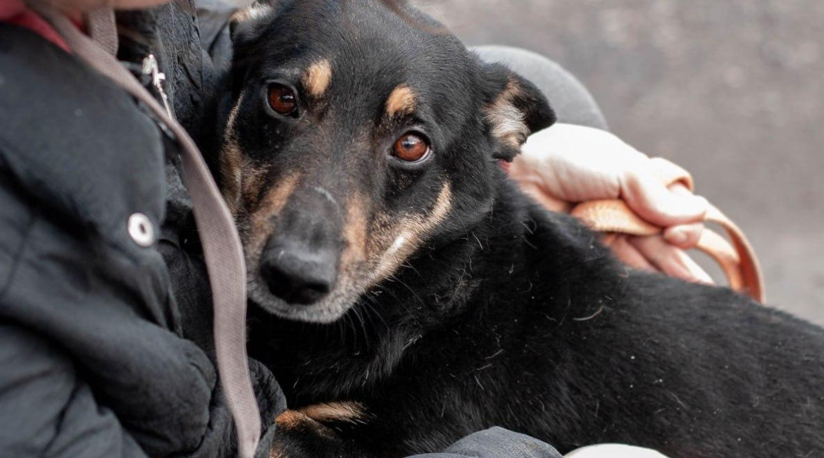 Chiens à adopter